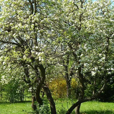 Nagybajcsi Körtefa *