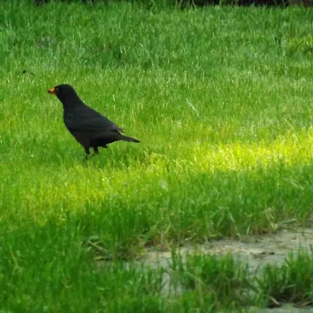 Apartamento Nagybajcsi Körtefa Nagybajcs